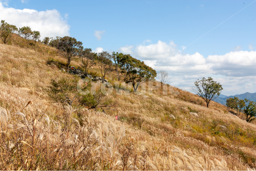 억새풀,가을산행,푸른하늘,등산,명성산,가을,계절,fall,autumn,season,field,들,grassland,목초지,outdoors,옥외,savanna,대초원,nature,자연