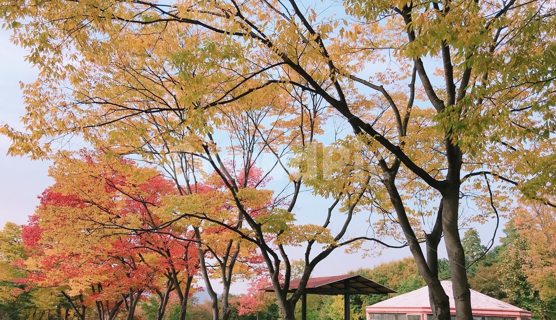 나무,가을,공원,단풍잎,단풍나무