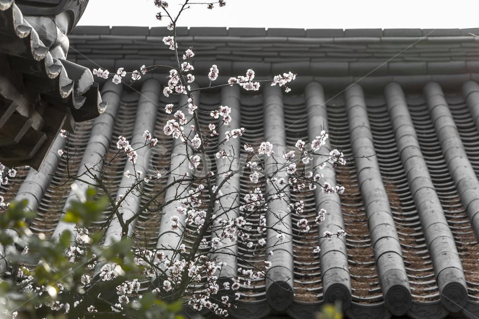 봄,기와,전통,벚꽃,고택,봄,계절,spring,season,한국전통,한국문화,korean traditional,korean culture,식물,자연,plants,nature,꽃,flower,건축물,건물외관,exterior,building,structure,architecture,construction,roof,지붕
