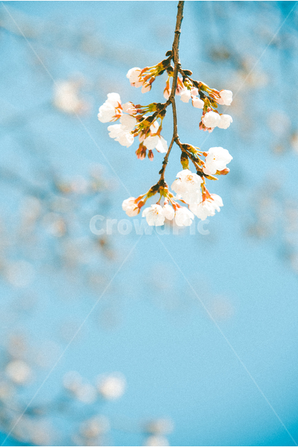 벚꽃,벚나무,꽃,봄,꽃구경,꽃놀이,봄,계절,spring,season,식물,자연,plants,nature,꽃,flower,감성,sensible,feeling,색깔,색상,색채,색감,color sense,color sensitivity,feeling of color,plant