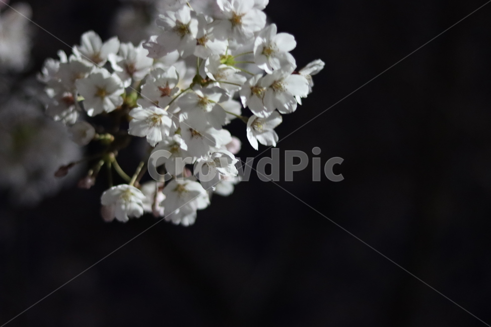 꽃,식물,flower,벚꽃,봄꽃