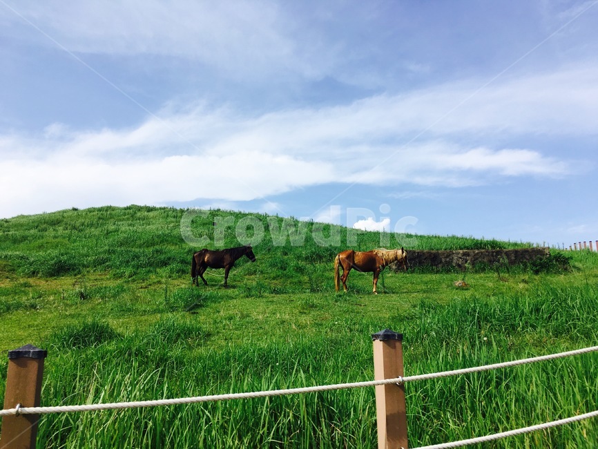 제주도,말,자연,초록초록,산