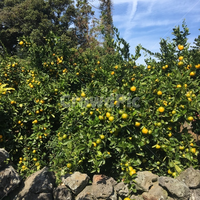 귤나무,귤,시트러스,제주도풍경,조생귤,식물,자연,plants,nature,나무,trees,wood,과일,열매,fruit