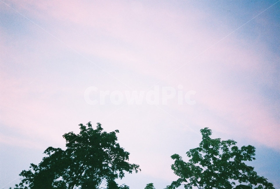하늘,핑크하늘,sky,핑크,pinksky,나무,자연,풍경,nature,landscape,outdoors,옥외