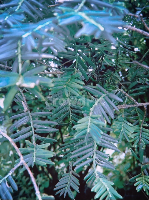 녹색,잎사귀,나뭇가지,가지,식물,식물,자연,plants,nature