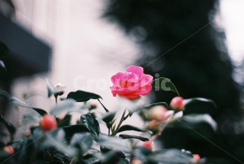 동백꽃,제주도,꽃,플라워,필름사진,환경,봄,겨울,분홍색꽃,자연