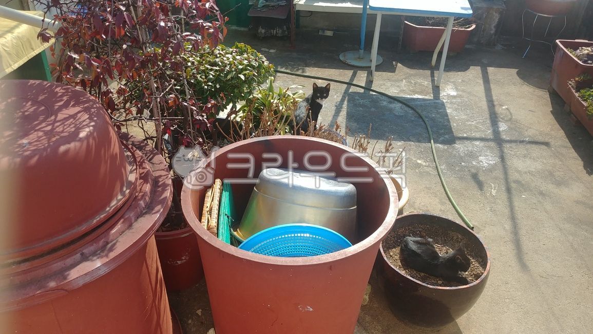 bucket,kitten,pot,cat,rooftop