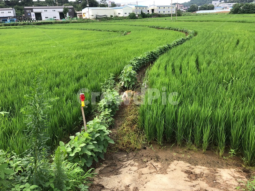 nature,자연,outdoors,옥외,field,들,grassland,목초지,vegetation,초목,plant,식물,벼,쌀,rice,한국,시골,논,논밭,korea,시골,마을,풍경,landscape,country,rural,town