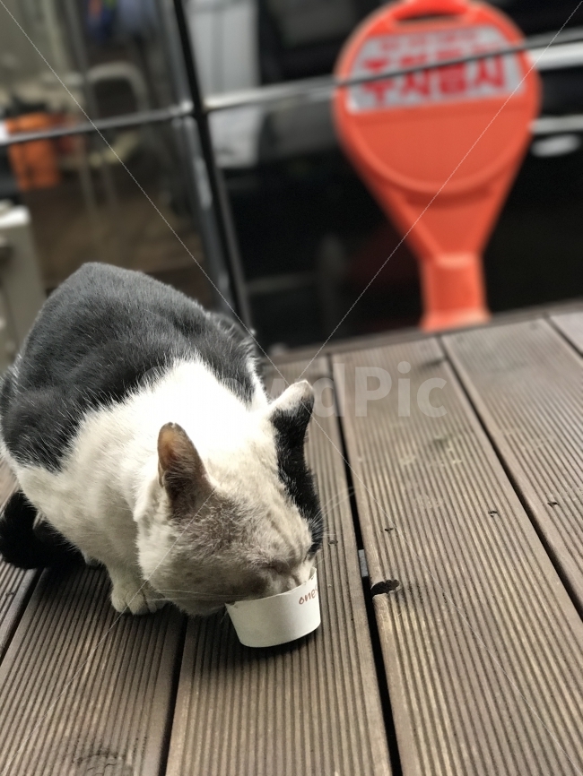길냥,길고양이,얼룩이,점박이,식사,밥,사료,고양이,종이컵,동물,animal,포유류,mammal,고양이,cat,kitten,kitty