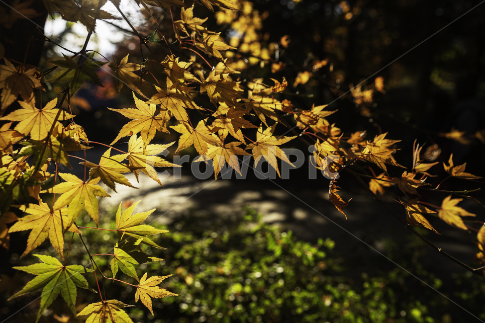 가을,단풍,나뭇잎,단풍잎,알록달록,가을,계절,fall,autumn,season,plant,식물,leaf,잎,tree,나무