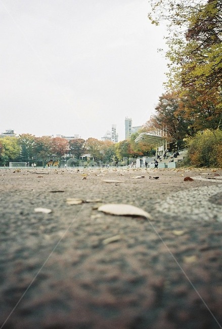 운동장,학교,하늘,나무,가을,schoolyard,school,sky,tree,fall