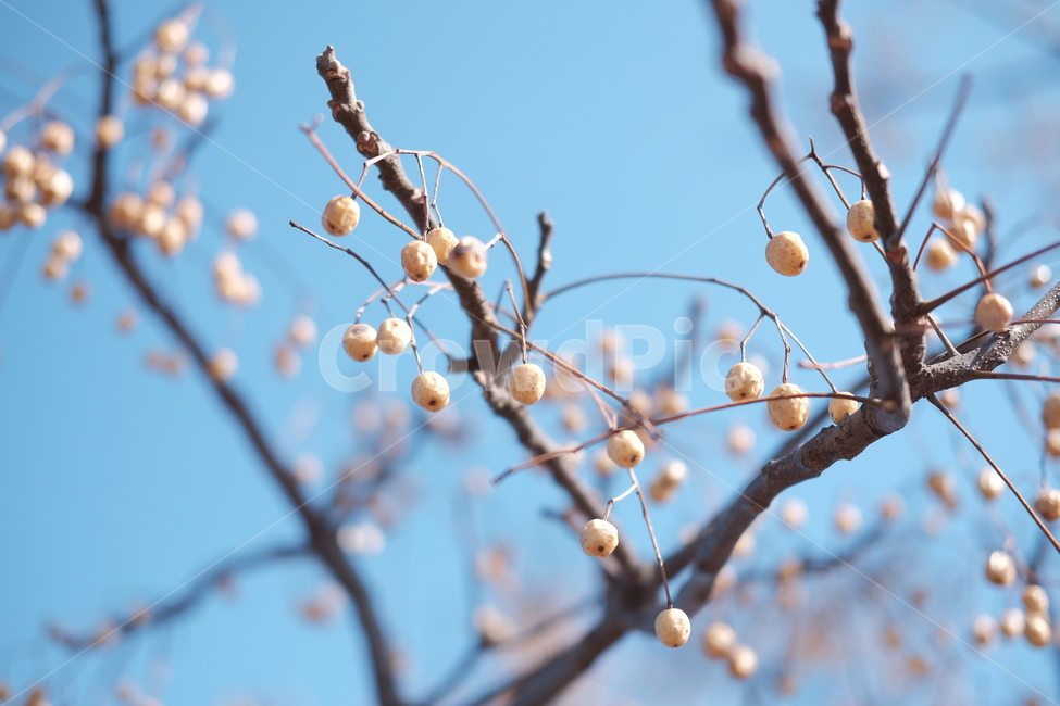 봄,나무,하늘,열매,따뜻한,초봄,시작,새싹,자연,봄,계절,spring,season,식물,자연,plants,nature,과일,열매,fruit,plant