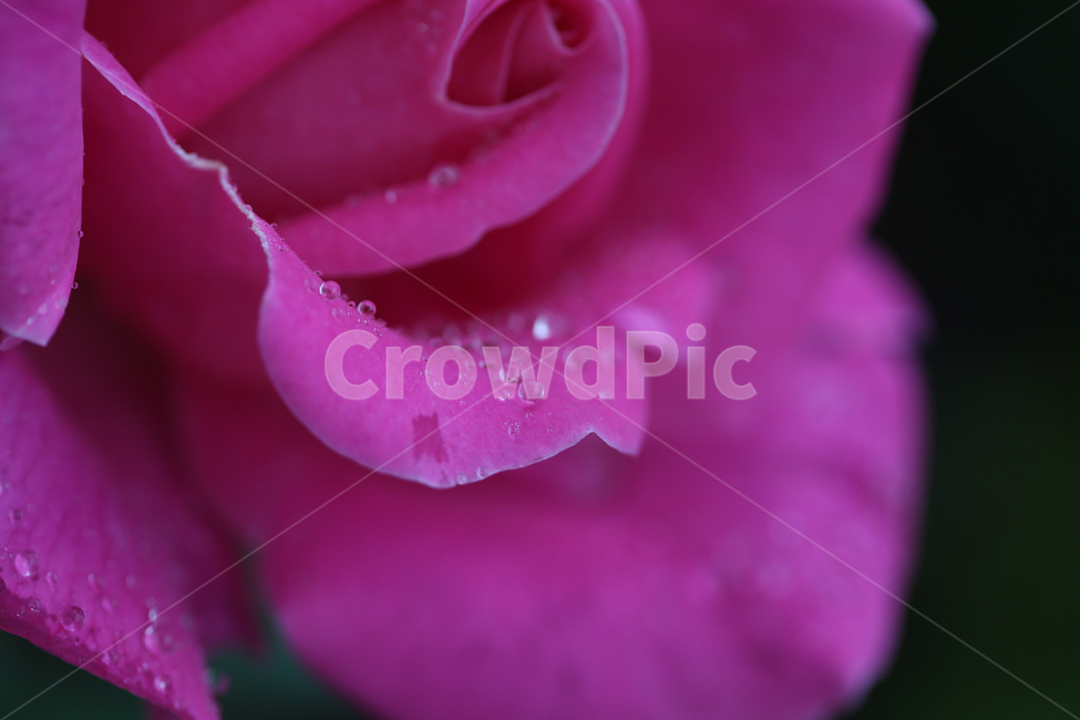 꽃,장미,빗방울,flower,rose,raindrop,식물,자연,plants,nature,꽃,flower