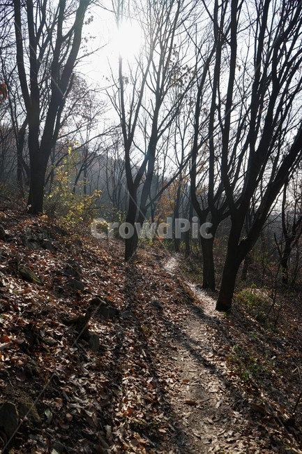 자연,나무,숲,초겨울,낙엽,산행,힐링,woods,nature,trail,latefall,walkway,trees,season,stroll,park,sunshine,그림자,shadow,가을,계절,fall,autumn,season,식물,자연,plants,nature,나무,trees,wood,ground,바닥,tree,plant,tree trunk,나무 줄기