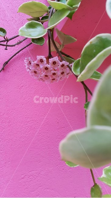 감성,분홍벽,호야꽃,배경이미지,분홍꽃잎,식물,자연,plants,nature