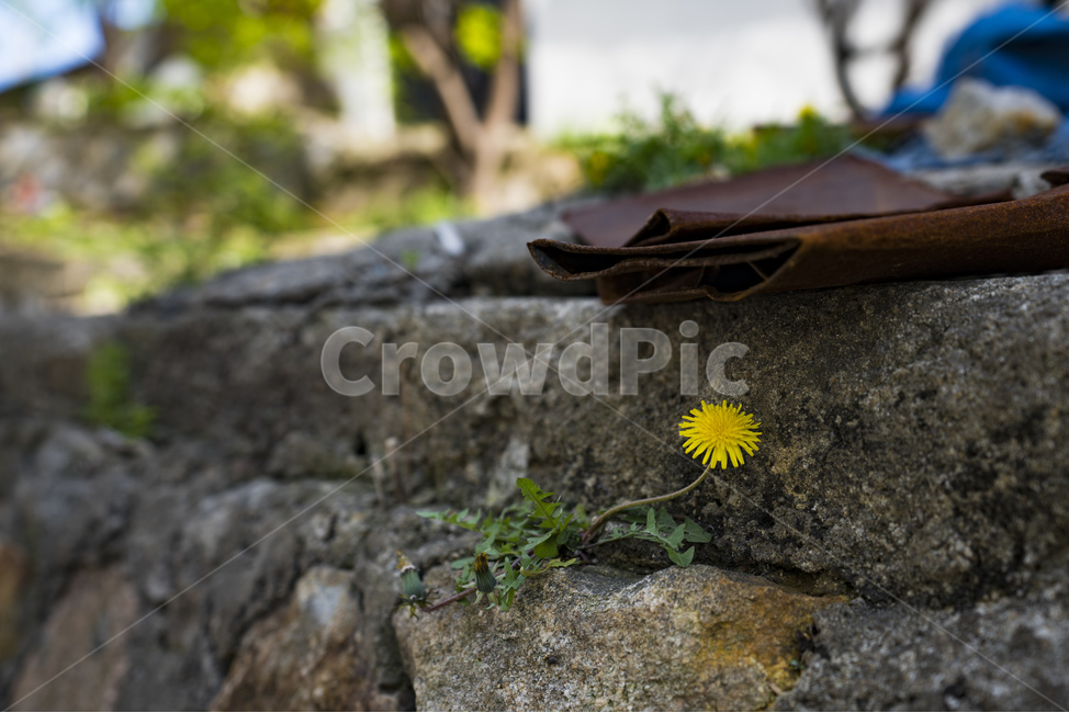 민들레,감성사진,벽돌,스냅,풀,식물,자연,plants,nature,꽃,flower