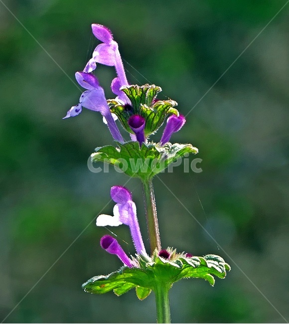 광대나물,꽃,식물,야생화,아이리스,식물,자연,plants,nature,꽃,flower