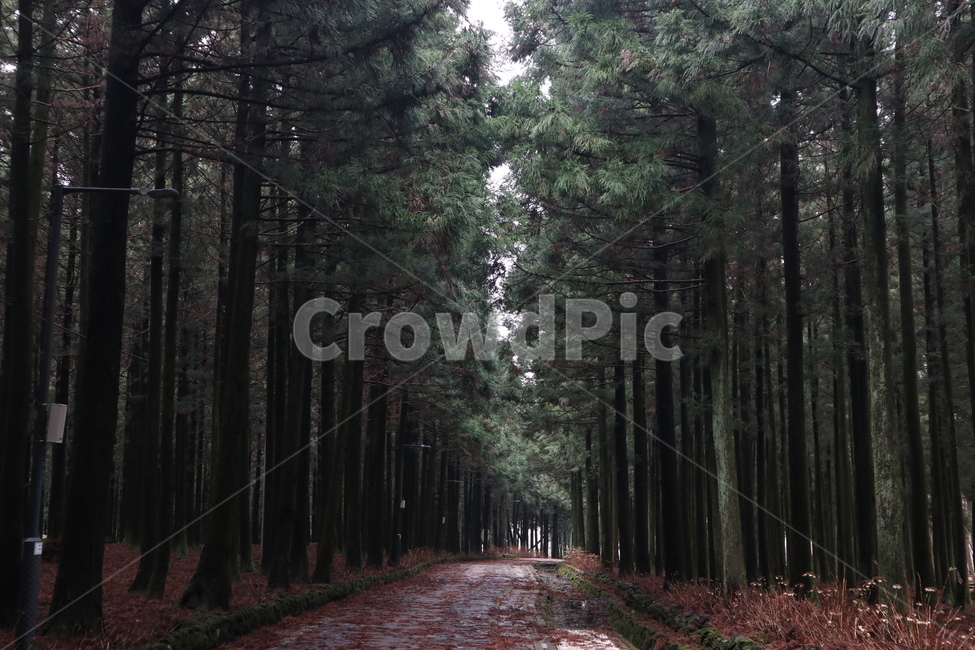 숲,식물,나무,삼림지,초목,tree,plant,vegetation,woodland,outdoors,옥외,forest,land,작은숲,grove,자연,nature,나무,trees,wood