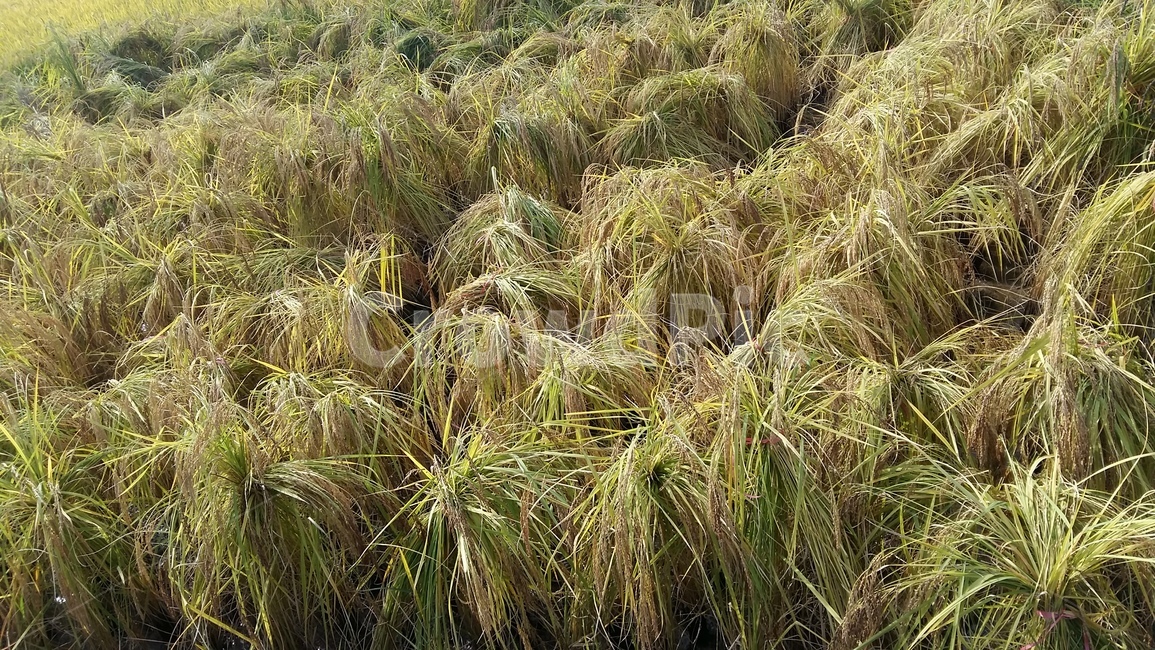 논,논풍경,벼,들판,논농사,산업,industry,industrial,농업,농사,agriculture,farming,farming industry