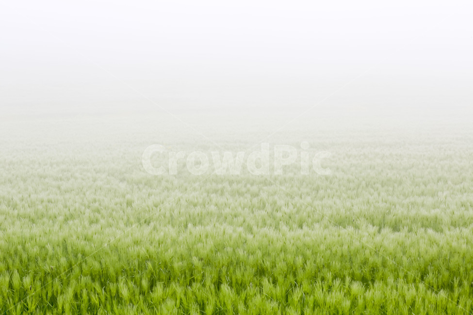 푸르름,청보리,여름,시원,맑음,여름,계절,summer,season,자연,풍경,nature,landscape,grass,잔디,plant,식물,outdoors,옥외