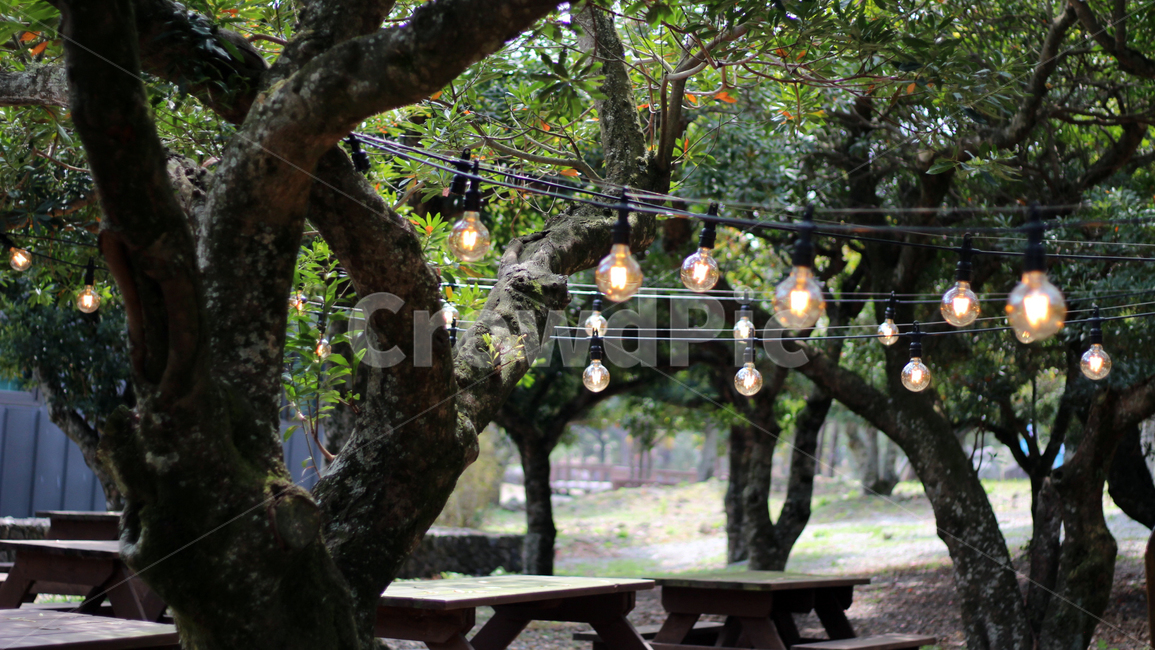 조명,나무,light,빛,숲,공원,park