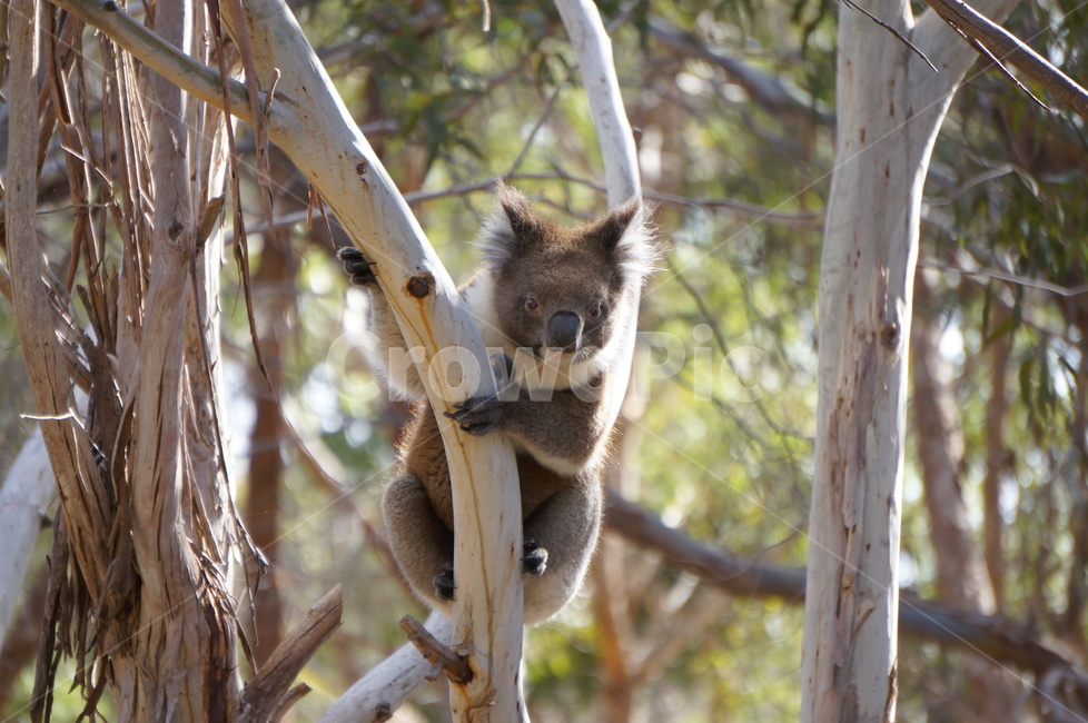 코알라,koala,호주,australia,동물,유칼리투스,동물,animal,포유류,mammal