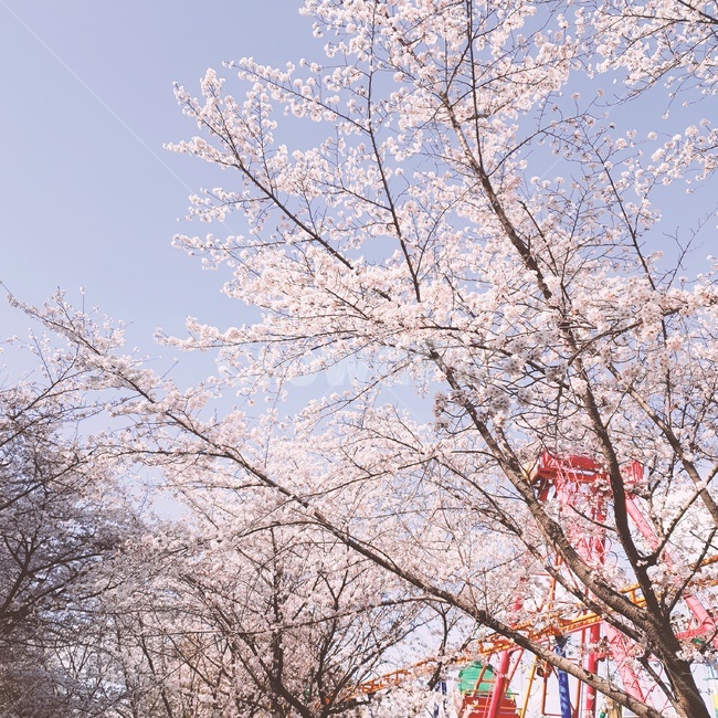 벚꽃,꽃,봄,놀이공원,분위기,봄,계절,spring,season,놀이공원,놀이동산,놀이터,amusement park,playground,plant,식물,blossom,cherry blossom,flower