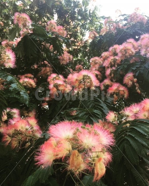 꽃,자귀나무,여름꽃,flower,풍경,자연,식물,핑크,나무,여름,계절,summer,season,식물,자연,plants,nature,꽃,flower,plant,blossom