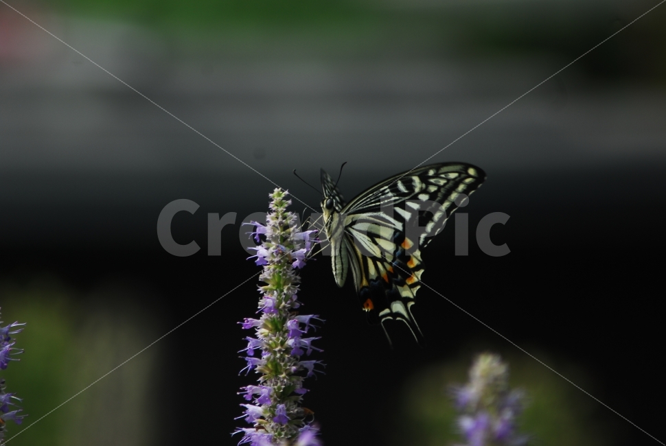 호랑나비,나비,곤충,자연,생태,식물,자연,plants,nature,꽃,flower,동물,animal,곤충,벌레,insect,bug