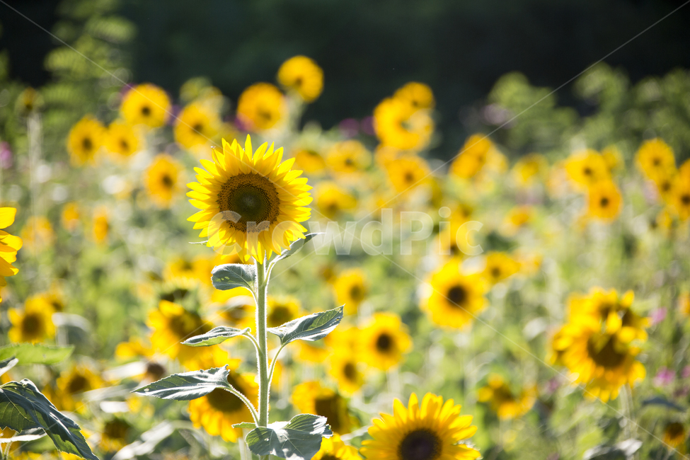 해바라기,sunflower,노란색,꽃,빛,해바라기밭,노랑,꽃밭,식물,자연,plants,nature,꽃,flower