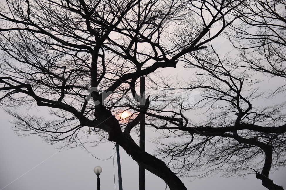 노을,해,나무,나뭇가지,저녁,식물,자연,plants,nature,나무,trees,wood