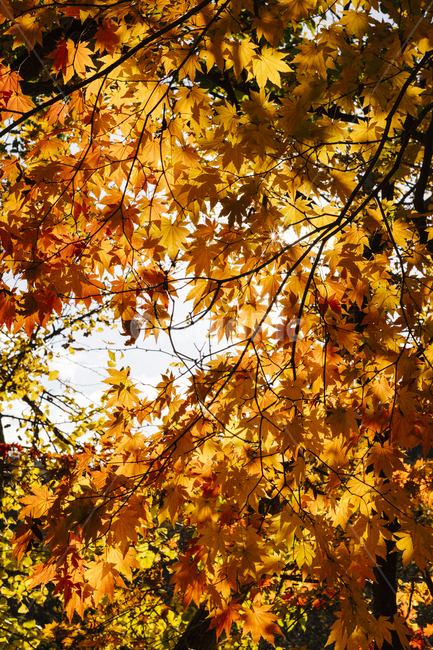 단풍,가을,autumn,autumnleaves,나무,fall,tree,자연,계절,nature,plant,autumncolor,maple,leaf,가을,계절,fall,autumn,season,식물,자연,plants,nature,잎