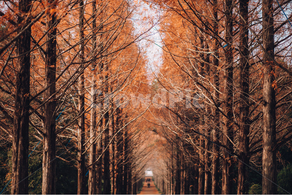 메타길,메타세콰이어,담양,가을,계절,나무,단풍,한국자연경관,자연,풍경,nature,autumn,landscape,fall,maple,가을,계절,fall,autumn,season,자연,풍경,nature,landscape,tree,plant,식물