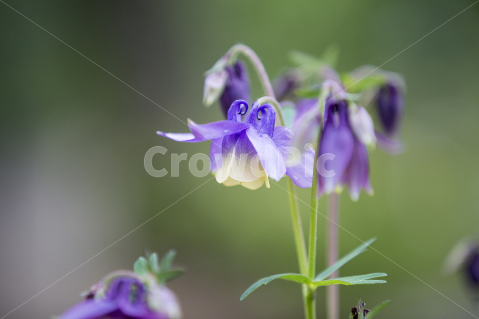 매발톱꽃,플라워,꽃,flower,가든,정원,산,마운틴,garden,야생화,관상,숲,숲길,forest,mountain,wildflower,aquilegiabuergarianavar,oxysepala,pallidiflora,식물,자연,plants,nature,꽃,flower