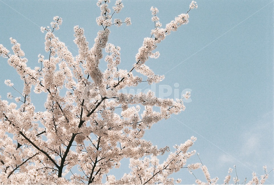 꽃,벚꽃,아름다움,하늘,구름,봄,계절,spring,season,plant,식물,flower,blossom