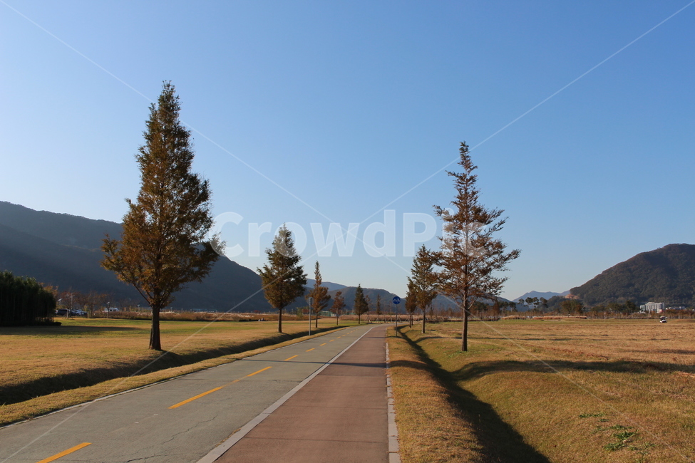 road,abies,도로,tree,fir,나무,전나무,plant,식물,자전거도로,식물,자연,plants,nature,나무,trees,wood