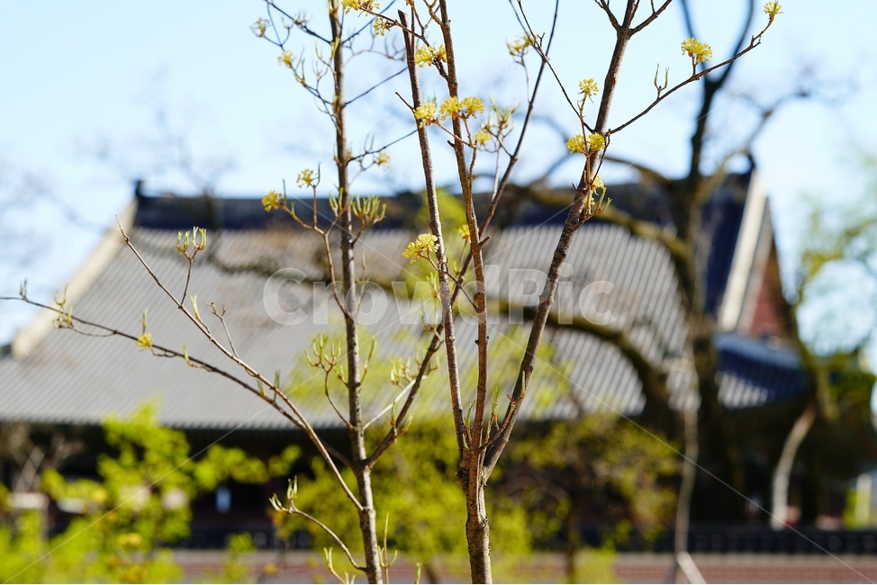 tree,plant,treetrunk,나무,식물,나무줄기,산수유,corni,경복궁