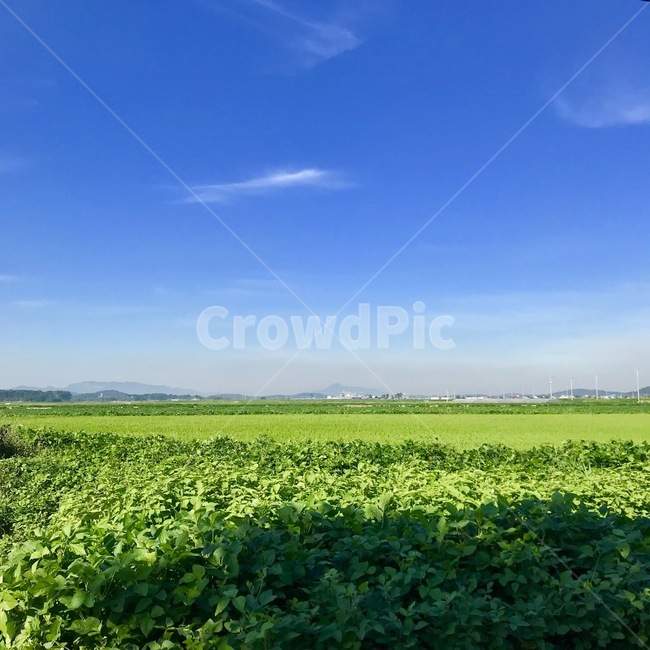 식물,시골,여름,논,밭,자연,풍경,nature,landscape,outdoors,옥외,field,들,farm,농장,rural,농촌