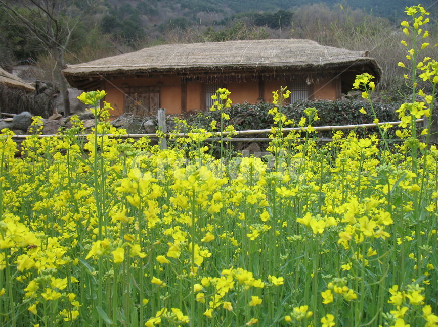 하동,악양리,유채꽃,초가집,민속집,봄,계절,spring,season,한국전통,한국문화,korean traditional,korean culture,식물,자연,plants,nature,꽃,flower,outdoors,옥외