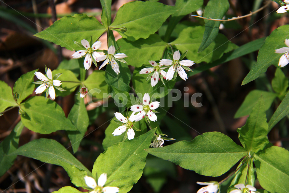 자연,꽃,식물,들꽃,야생화,식물,자연,plants,nature,꽃,flower