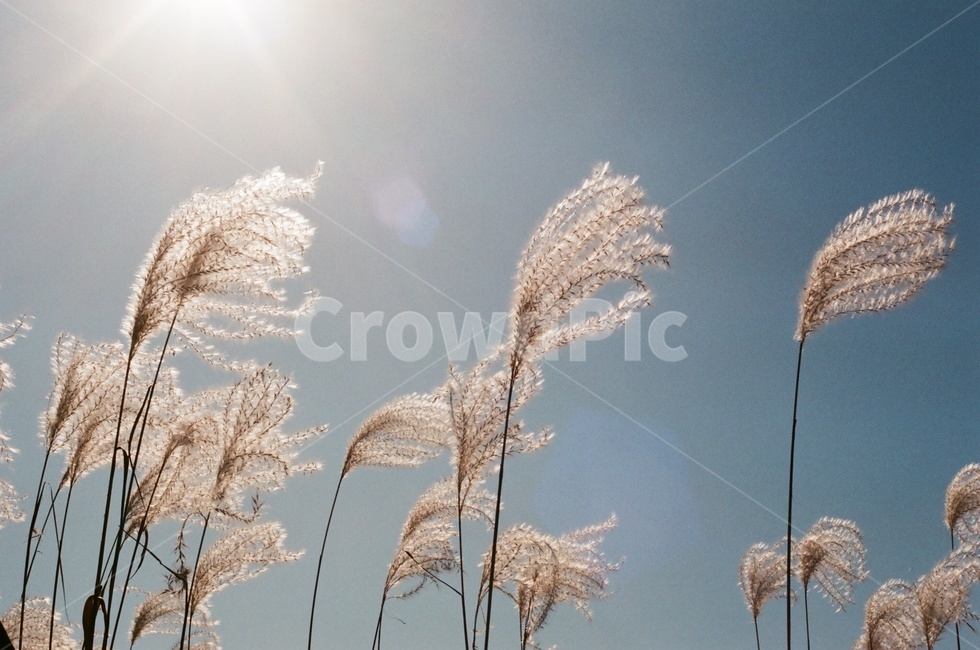 가을,갈대,햇빛,바람,푸른하늘,자연,식물,plant,reed,가을,계절,fall,autumn,season,식물,자연,plants,nature,grass,잔디,lawn