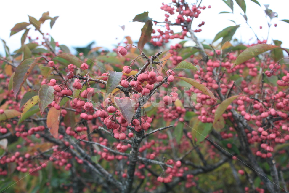 제주도,영실,나무,식물,열매,plant,과일,열매,fruit
