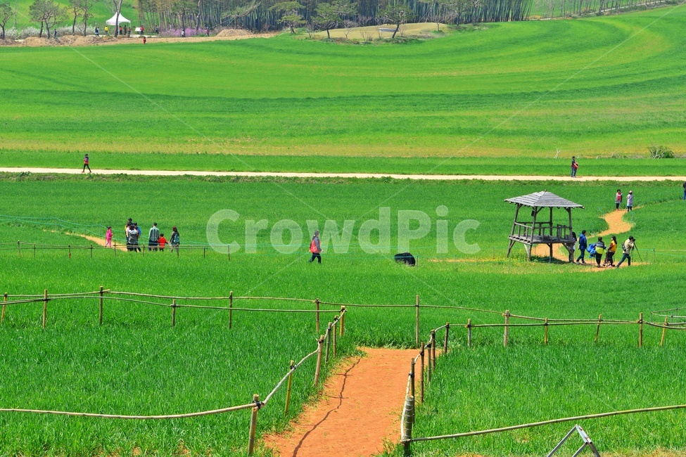 전북,고창,청보리밭농원,학원농장,유채밭,유채꽃,봄,계절,field,들,grassland,outdoors,옥외,nature,자연,rural,농촌,farm,농장,meadow,목초지,human,인간,person,사람
