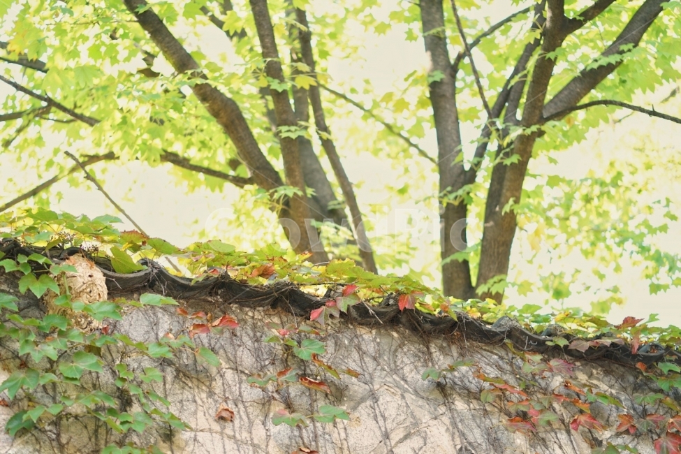 덕수궁,돌담길,돌담,벽,길,한국전통,한국문화,korean traditional,korean culture,식물,자연,plants,nature,나무,trees,wood