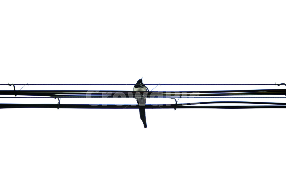 새,까치,magpie,전깃줄,cable,동물,animal,조류,새,birds
