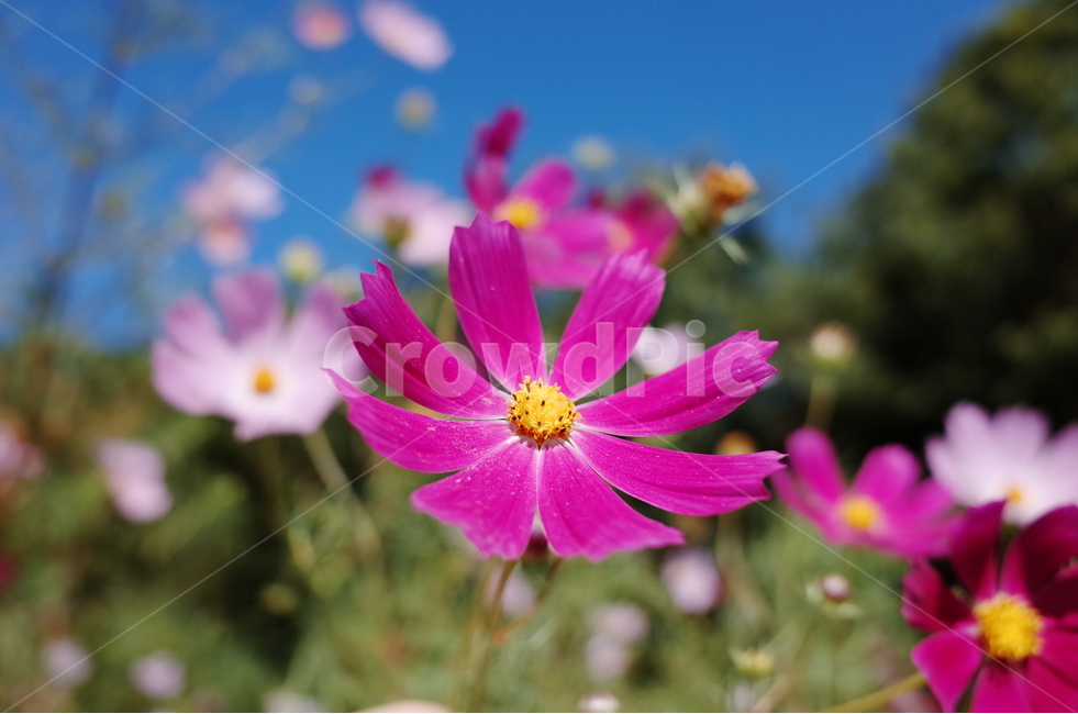 가을,꽃,코스모스,가을꽃,하늘,가을,계절,fall,autumn,season,식물,자연,plants,nature,꽃,flower,plant