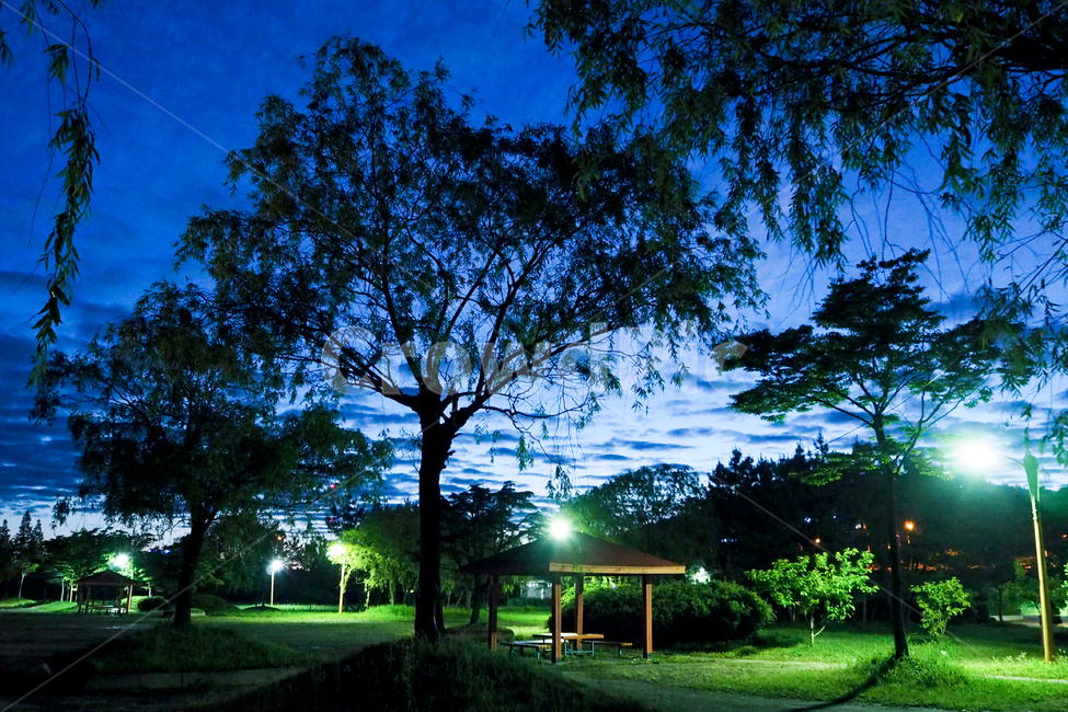 야경,새벽,공원,조명,풀밭,나무,nightview,dawn,park,lighting,grass,자연,풍경,nature,landscape,야경,밤,nightscape,night,tree,plant,식물