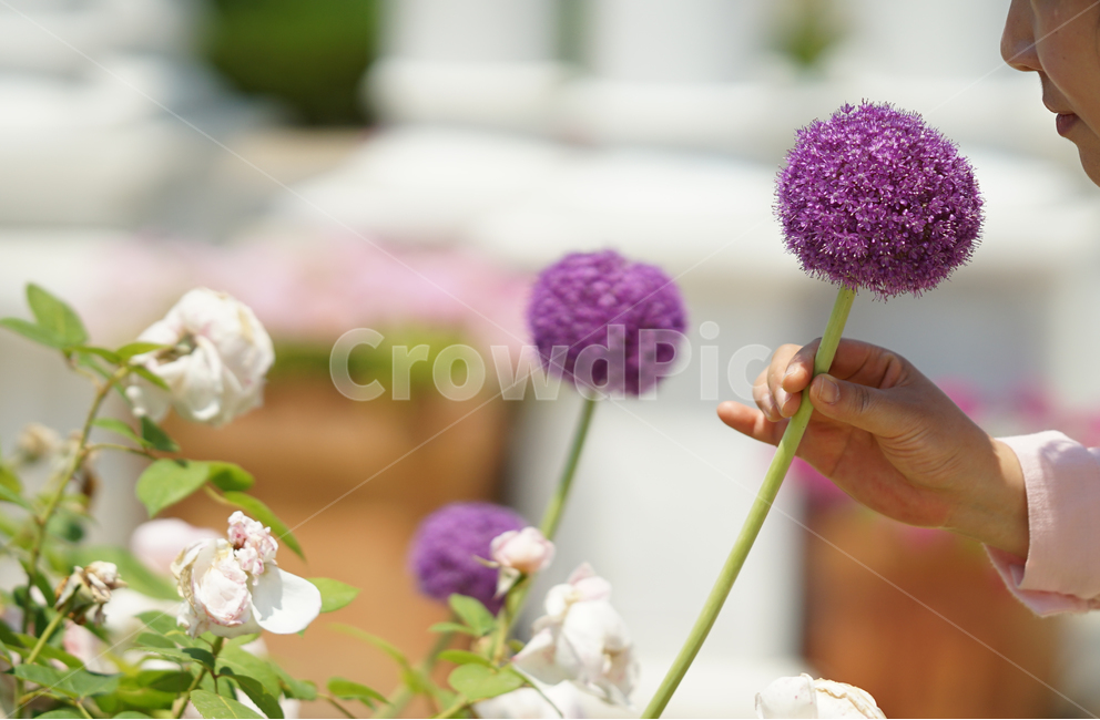 꽃,플라워,화원,화단,자연,보라색,보랏빛,바이올렛,보라,색감,컬러,칼라,flower,식물,풍경,식물,자연,plants,nature,꽃,flower