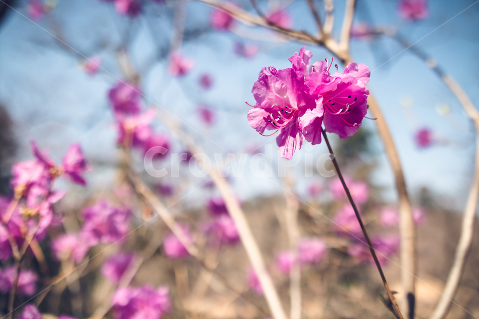 진달래,봄,꽃,spring,flower,azalea,봄,계절,spring,season,식물,자연,plants,nature,꽃,flower,geranium,제라늄,plant,blossom