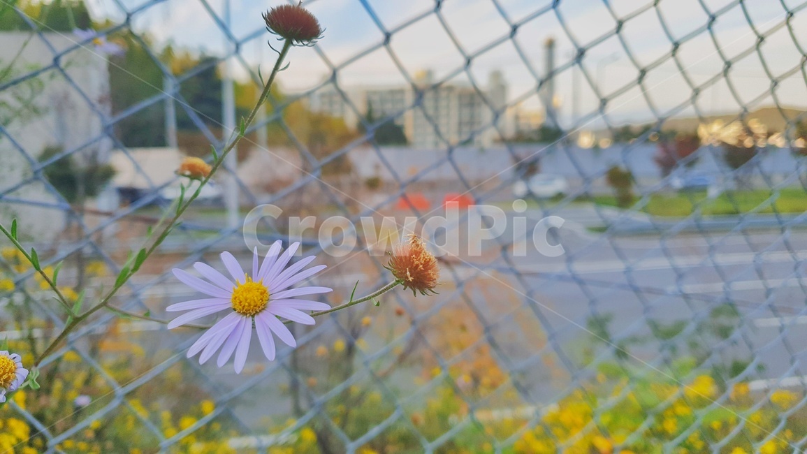 plant,식물,blossom,꽃,데이지,daisy,풍경,나무,자연,nature,철조망,도로,봄,spring,감성,sensible